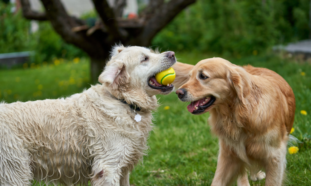 LLBlogPet Advice for Dogs by Lovelolablog
