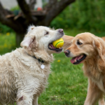 LLBlogPet Advice for Dogs by Lovelolablog